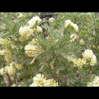 Anthyllis Barba-Jovis (fam Papilionacees) (rg mediterraneennes) (2)
